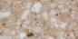 Preview: Sant Agostino Venistone Gold Naturale Boden- und Wandfliese 60x120 cm